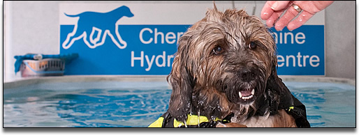 Cherrytree-canine-hydrotherapy-kent-maidstone-medway-towns-swimming-for-dogs-aquatic-treadmill